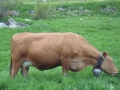 DSC00774
